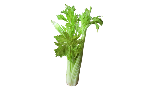 Celery - Complete Information Including Health Benefits ... Celery - Complete Information Including Health Benefits ...