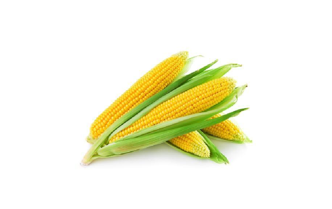 1 початок. Кукуруза на белом фоне. Кукуруза в початках 1шт. Кукуруза кукурузник. Corn COB.