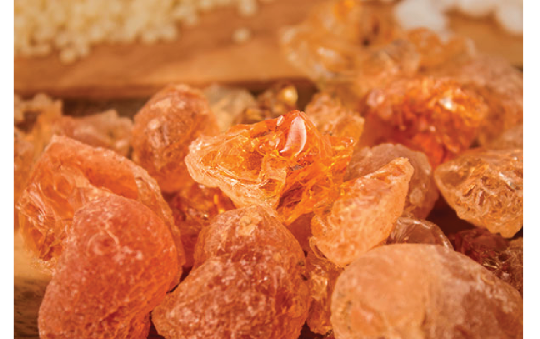 gum arabic known as acacia gum was collected from Acacia nilotica